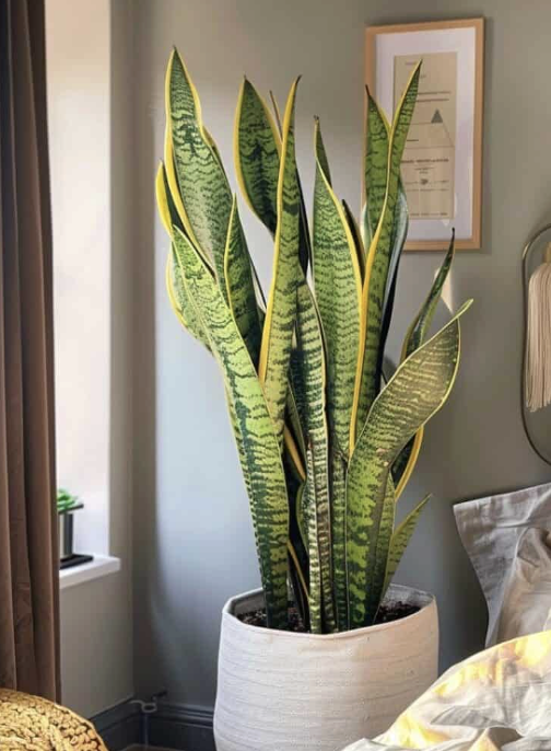 Indoor plant in a sunny room